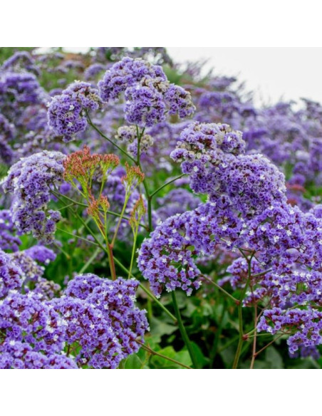 Limonium 'Purple Parachute' - mrežica