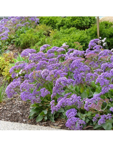 Limonium 'Purple Parachute' - mrežica
