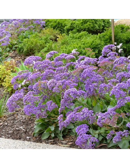 Limonium 'Purple Parachute' - mrežica