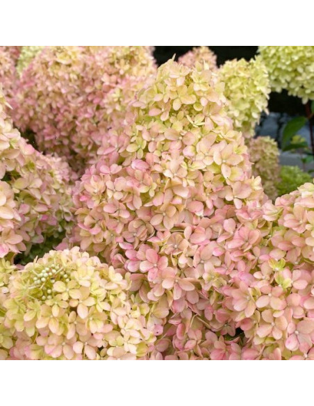 Hydrangea paniculata 'Petite Flori' - latasta hortenzija