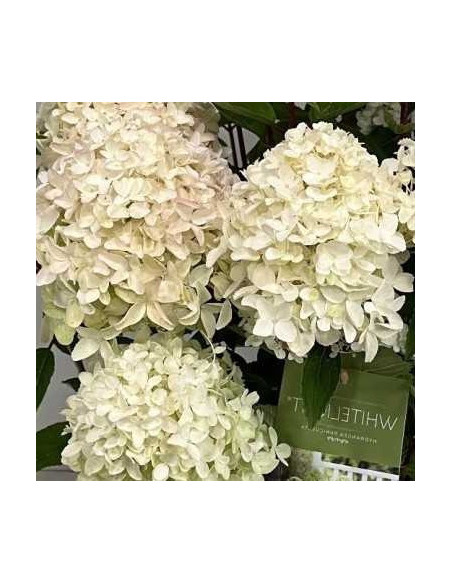 Hydrangea paniculata 'WhiteLight' - latasta hortenzija, nižja
