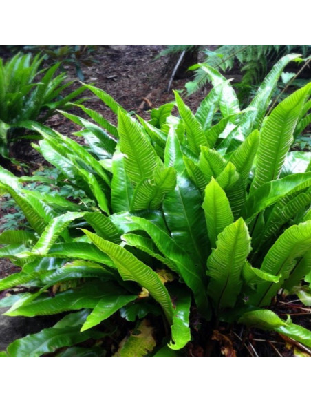Asplenium scolopendrium (Phyllitis) - jelenov jezik