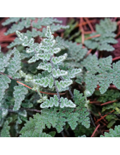 Cheilanthes lanosa  - praprot (srebrna)