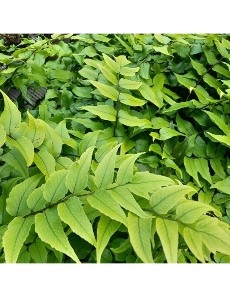 Cyrtomium fortunei var. clivicola  - praprot