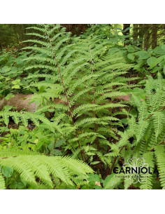 Athyrium filix-femina 'Rotstiel' - navadna podborka