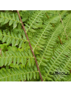Athyrium filix-femina 'Rotstiel' - navadna podborka 2