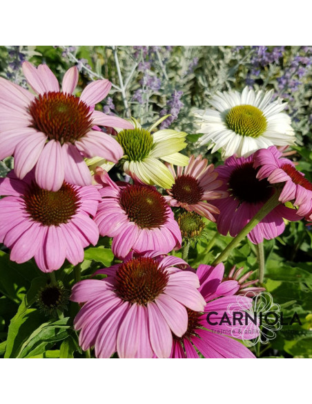 Echinacea purpurea 'Prairie Blaze Mix' - ameriški slamnik