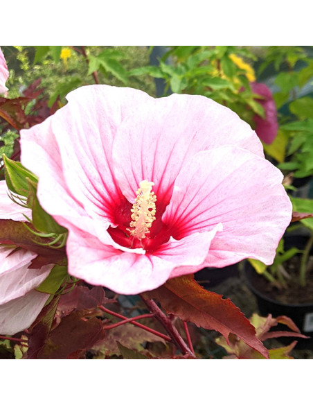 Hibiscus moscheutos 'Carousel Jolly Heart' - hibiskus