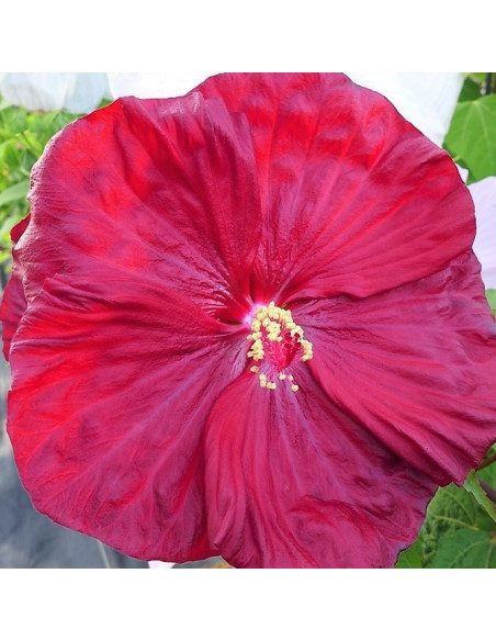 Hibiscus moscheutos 'Robert Fleming' XL - hibiskus