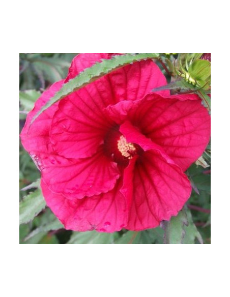 Hibiscus moscheutos 'Fireball - hibiskus
