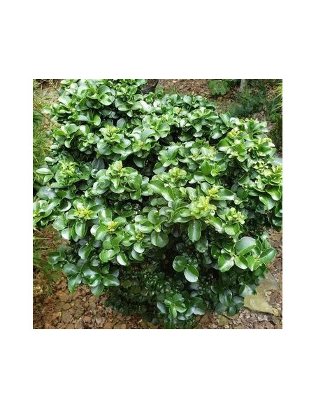 Ligustrum japonicum 'Rotundifolium' - liguster, kalina