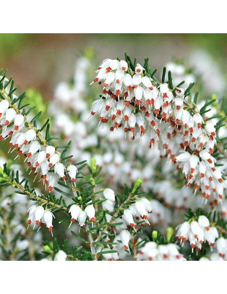 Erica × darleyensis f. albiflora 'White Perfection' - spomladanska resa