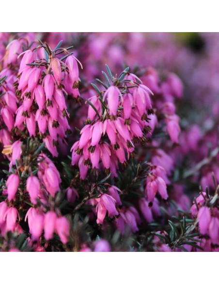 Erica × darleyensis 'Kramer's Rote'  - spomladanska resa