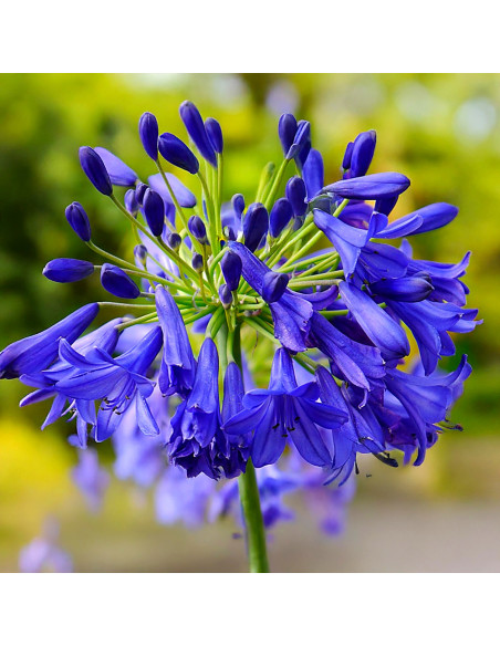 Agapanthus 'Flower of Love' - afriška lilija, agapant