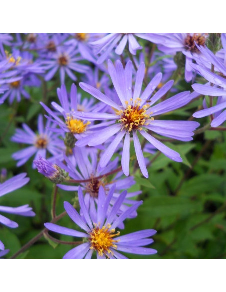 Aster macrophyllus 'Twilight' (Eurybia x herveyi) - astra, nebina