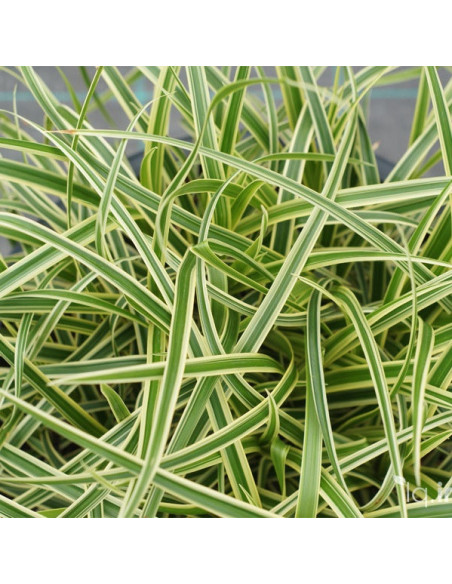 Carex morrowii 'Vanilla Ice' - šaš