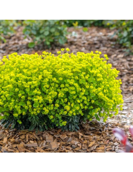 Euphorbia x martinii 'Ascot Petite' - mleček