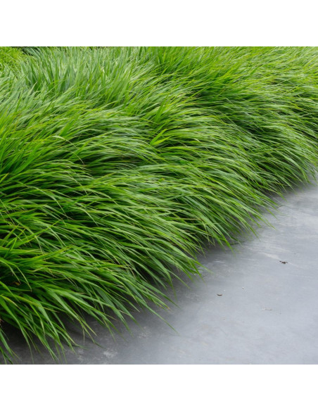 Hakonechloa macra  - hakonska trava
