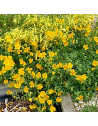Helianthemum 'Golden Queen' - sončece, popon
