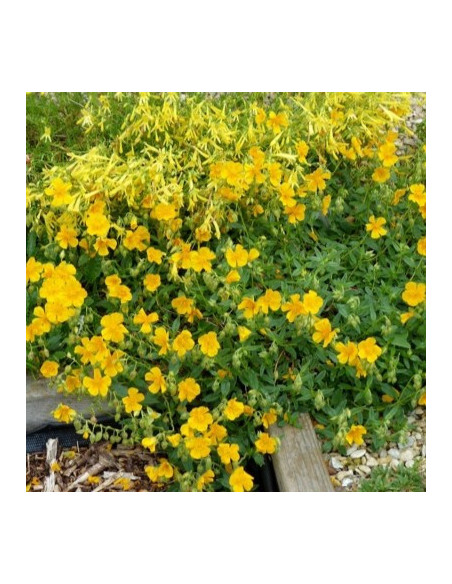 Helianthemum 'Golden Queen' - sončece, popon