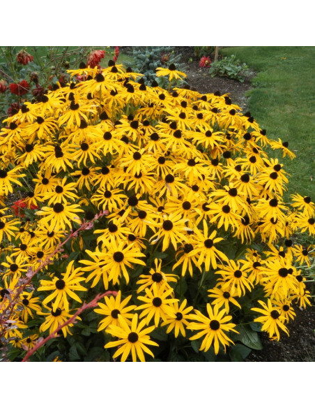 Rudbeckia fulgida var. sullivantii 'Goldsturm' - rudbekija