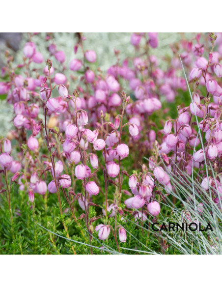 Daboecia sp. - irska resa (pastel roza)