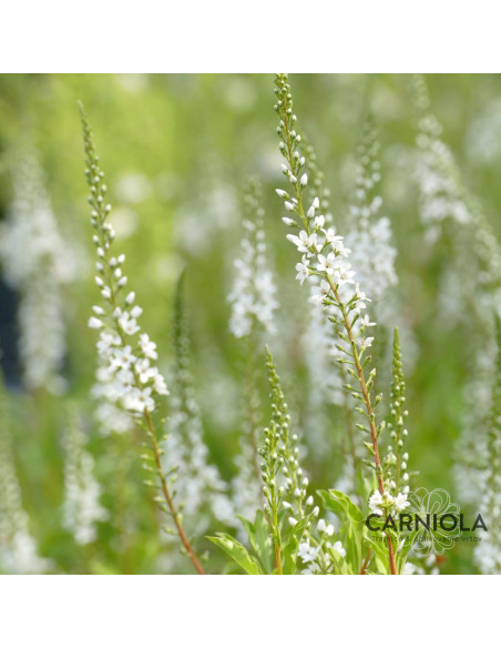 Lysimachia 'Autumn Snow' - pijavčnica