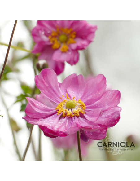 Anemone 'Alando Pink Double' - jesenska vetrnica