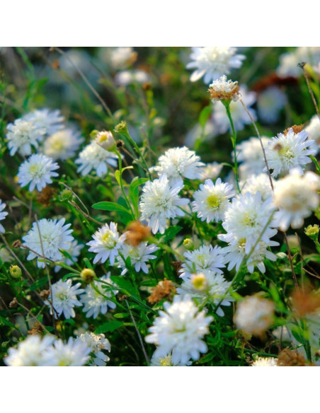 Kalimeris pinnatifida 'Hortensis' - kalimeris, korejska astra