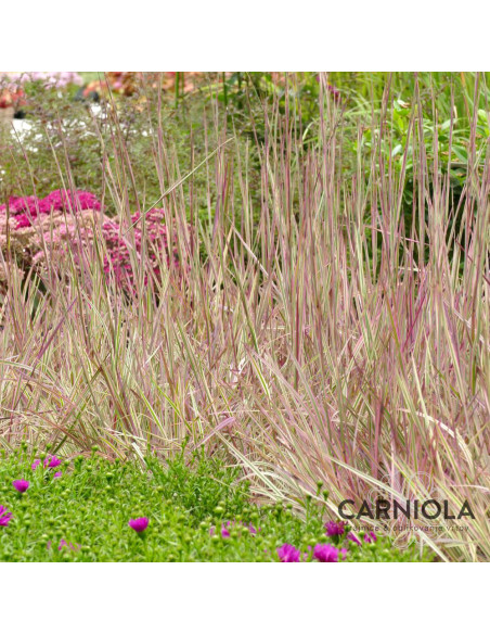 Schizachyrium scoparium 'Chameleon' XL - obrad