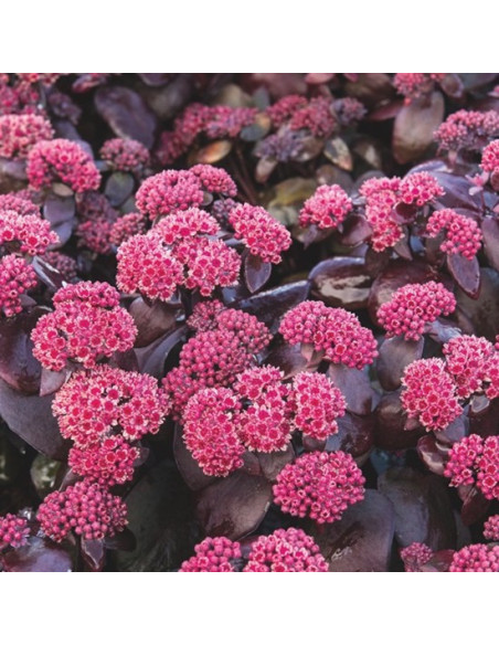 Sedum 'Oriental Dancer' XL - hermelika