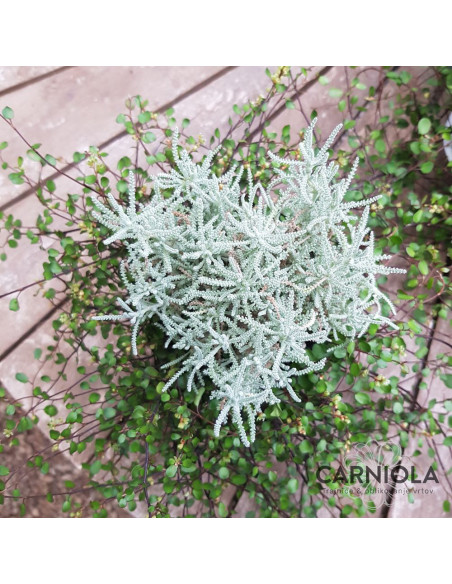 Santolina + Muehlenbeckia - nasad