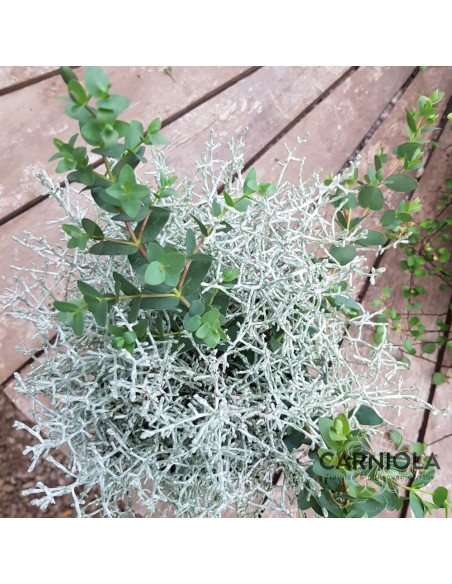 Calocephalus + Eucalyptus - nasad