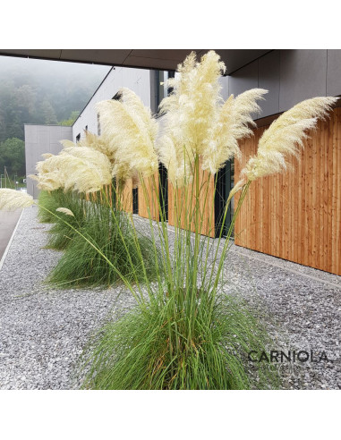 Cortaderia selloana 'White Mistral'- pampaška trava
