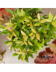 Leucothoe axillaris 'Zeblid' XL - levkotoja 2