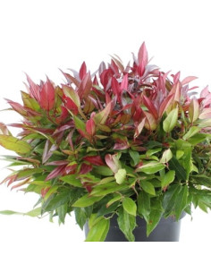 Leucothoe axillaris 'Zeblid' XL - levkotoja