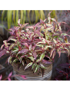 Leucothoe axillaris 'Makijaz' - levkotoja