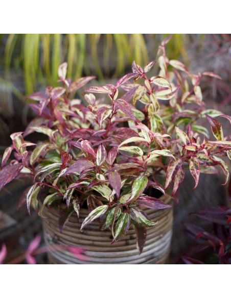 Leucothoe axillaris 'Makijaz' - levkotoja