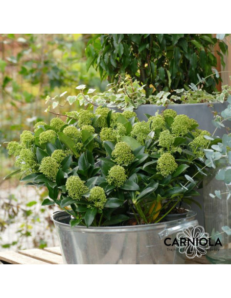 Skimmia japonica 'White Dwarf' - skimija XL