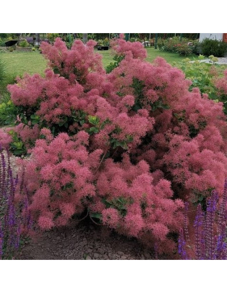 Cotinus coggygria 'Smokey Joe' - ruj, nizek