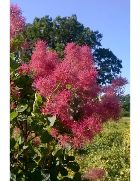 Cotinus coggygria 'Smokey Joe' - ruj, nizek