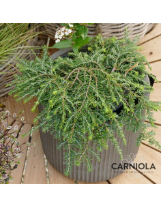 Tsuga canadensis ‘Cole’s Prostrate’ - čuga