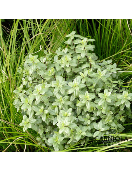 Pittosporum ten. 'Silver Ball' - lepljivec