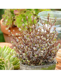 Lophomyrtus 'Magic Dragon'®