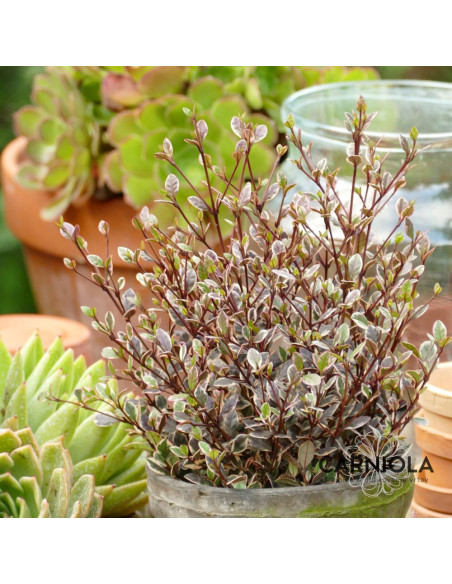 Lophomyrtus 'Magic Dragon'®