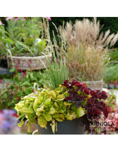 TRIO nasad v loncu 1