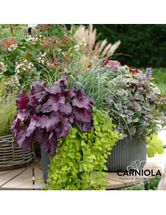 TRIO nasad v loncu 1 2