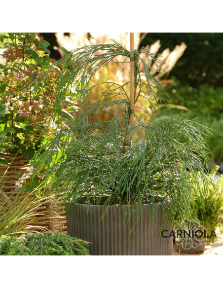 Chamaecyparis l. 'Drooping Solo' - pacipresa