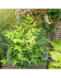 Nandina domestica 'Lemon Lime' - nandina, nebeški bambus