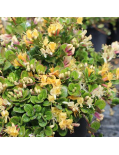 Lonicera ‘Little Honey’® - kovačnik, pokrovni